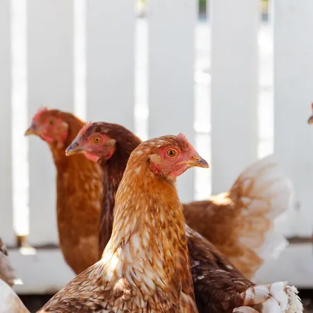 70's Wood House 招待所 *