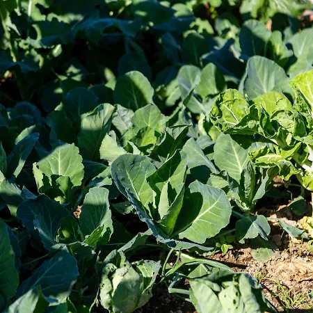 70's Wood House 招待所