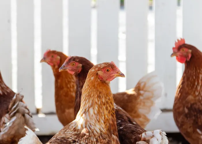 70's Wood House 게스트하우스 *