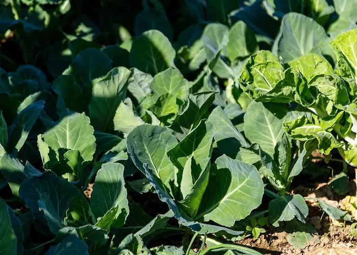 70's Wood House 게스트하우스